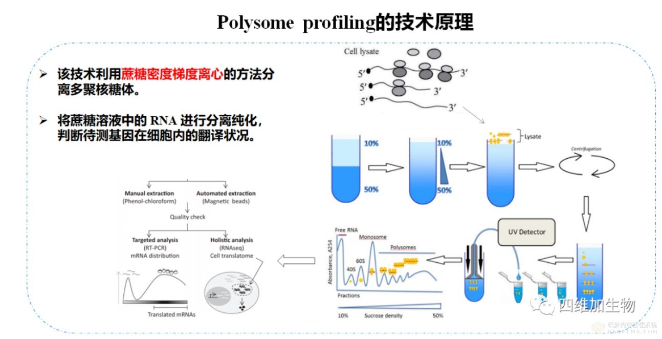 多核糖体图谱分析技术 Polysome-profiling 提升核心竞争力