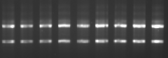RNA完整性验证
